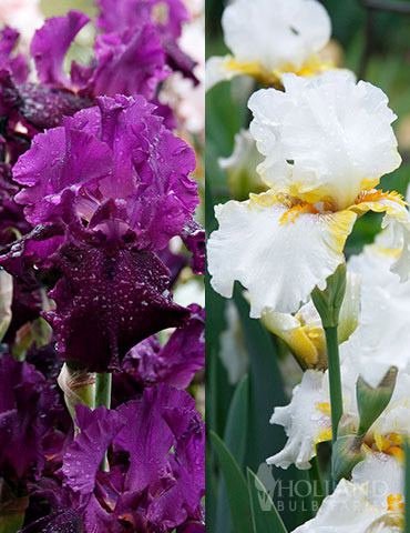 Plumkist Bearded Iris Collection - 85207
