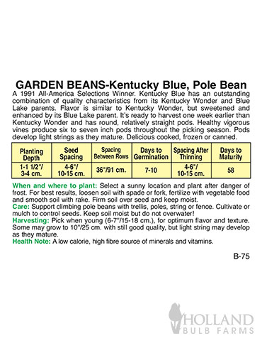 Pole Bean Kentucky Wonder - 75516