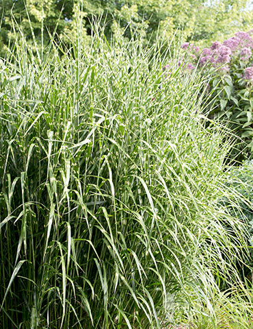Porcupine Grass miscanthus sinensis strictus, porcupine grass, miscanthus zebrinus, zebra grass, ornamental grasses, gold bar grass