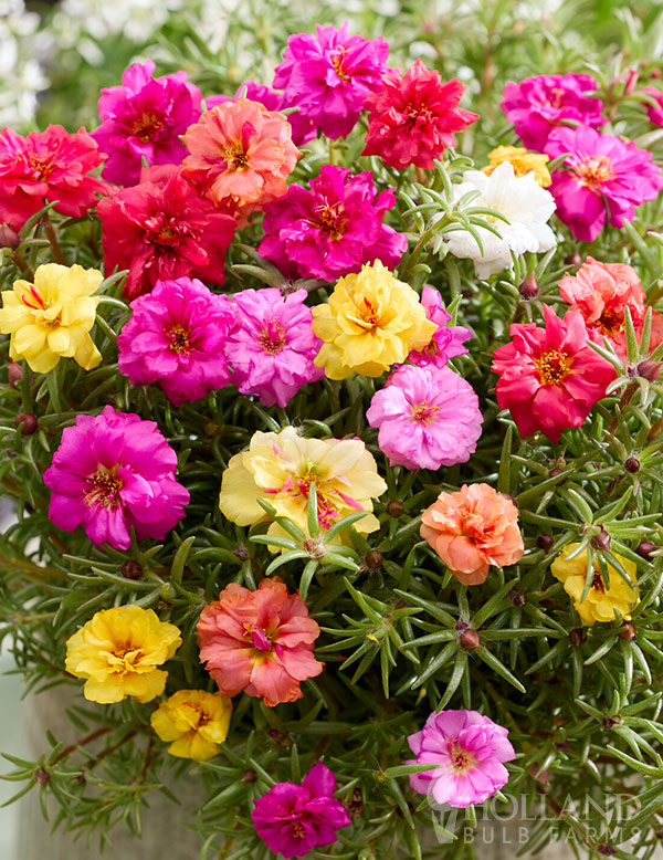 Portulaca happy Hour Mix Plant Start Trio