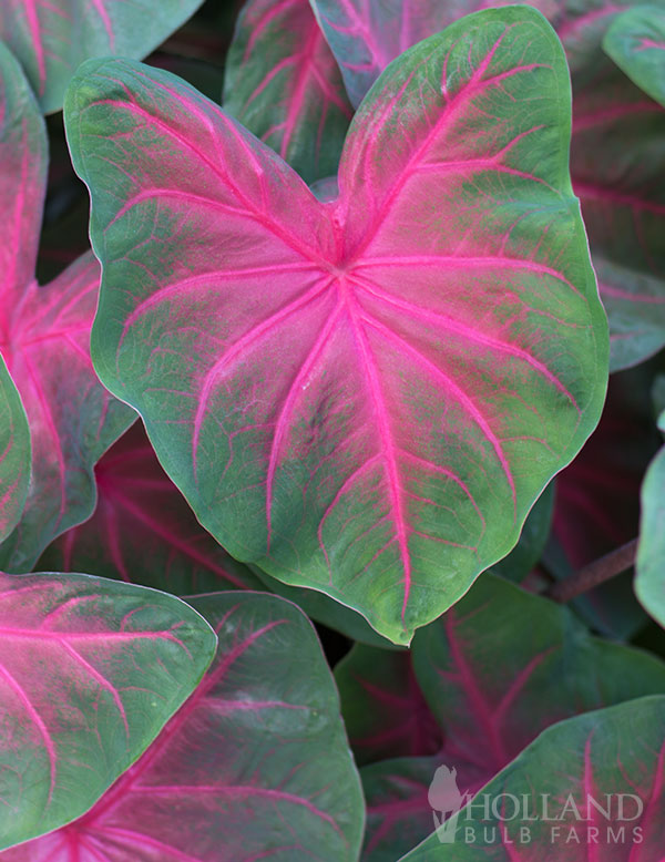 Postman Joyner Caladium