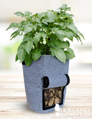 https://www.hollandbulbfarms.com/Shared/Images/Product/Potato-Growing-Bag-3-pack/62129-grow-bag-4.jpg