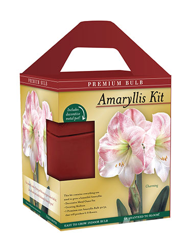 Premium Charming Amaryllis Gift Kit - 92174