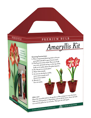 Premium Minerva Amaryllis Gift Box Kit - 92173