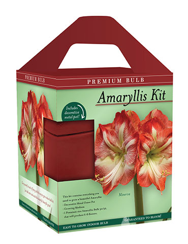 Premium Minerva Amaryllis Gift Box Kit - 92173