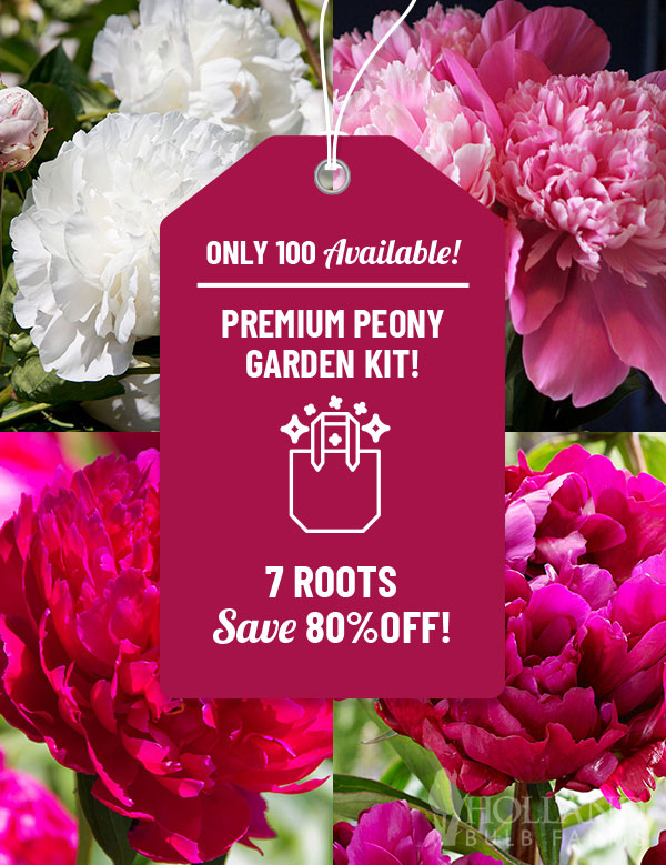 Premium Peony Garden Kit