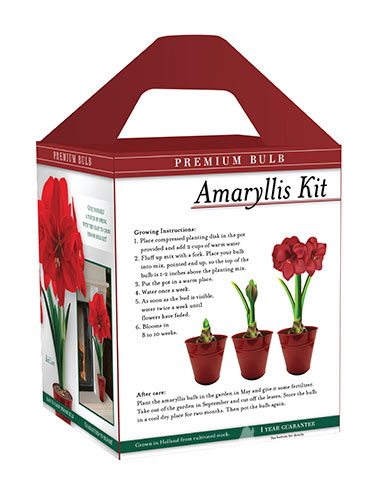 Premium Red Lion Amaryllis Kit - 92172
