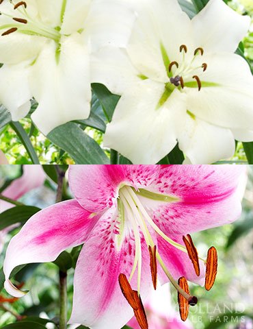 Pretty Anastasia Lily Collection orienpet lily, lily tree care, pretty lady lily, oreinpet lily, giant lilies for sale, plant spring bulbs, holland lily bulbs, giant ot lilies