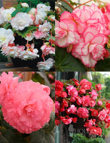 Pretty Pink Porch Begonia Collection - 71143