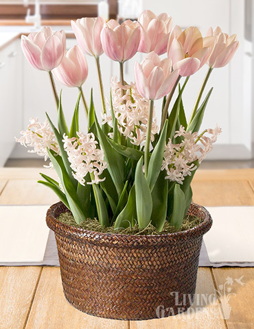 Pretty in Pink Potted Bulb Garden indoor plant garden, tulips blooming in pots, send potted plants, best bulb gifts, potted bulb garden gifts, indoor flower bulb kits, potted tulips for sale, potted hyacinths for sale
