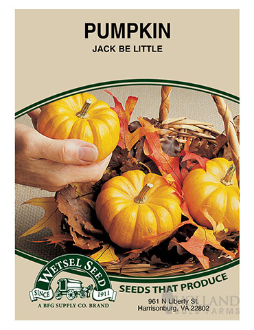 Pumpkin Jack Be Little 