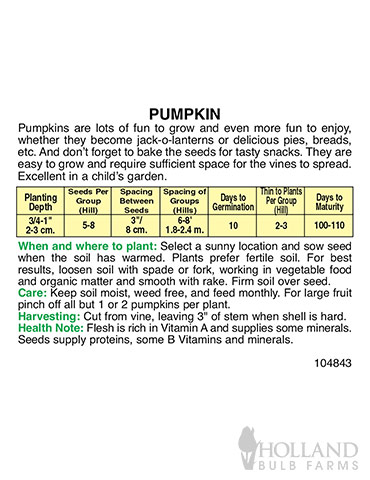 Pumpkin Jack O Lantern - 75555