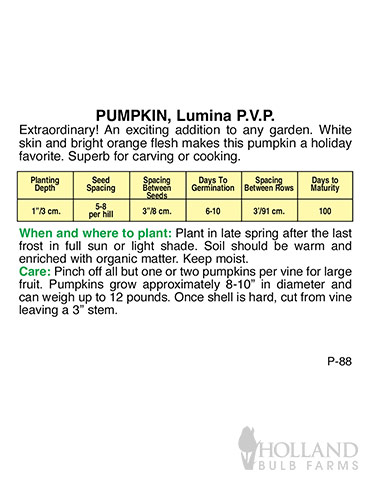 Pumpkin Lumina - 75554