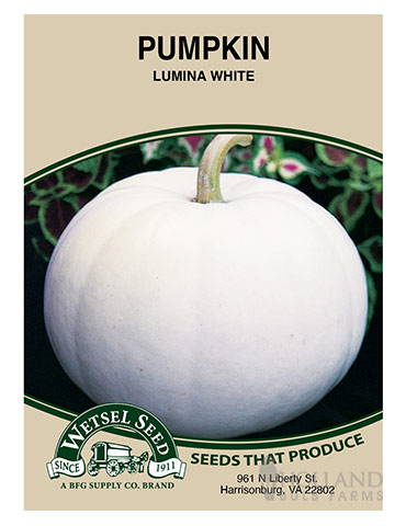 Pumpkin Lumina - 75554