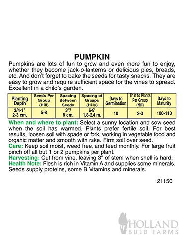Pumpkin Small Sugar Pie - 75556