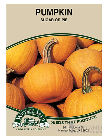 Pumpkin Small Sugar Pie - 75556