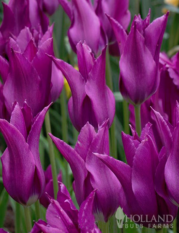 Purple Dream Lily Flowering Tulip 