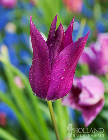 Purple Dream Lily Flowering Tulip - 88379
