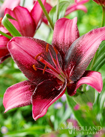 Purple Eye Asiatic Lily asiatic lily bulbs, lily bulbs wholesale, lilies for sale near me, oriental lily bulbs planting, stargazer lily bulbs for sale, buy lilies online