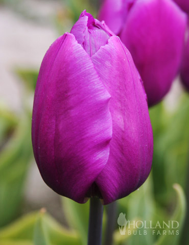 Purple Flag Tulip Value Bag - 88106