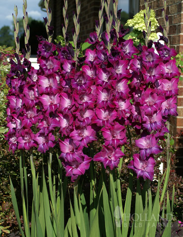 Purple Gladiolus Value Bag - 76147