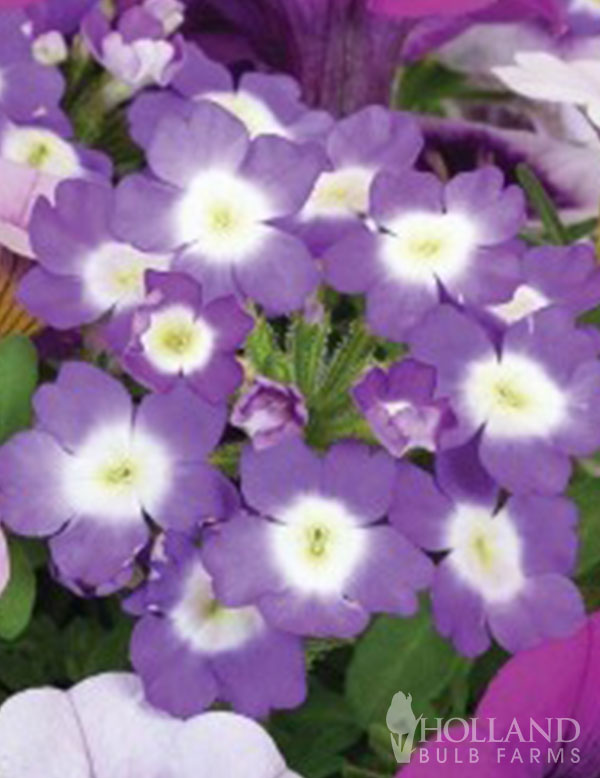 Purple Harmony Plant Start Trio | Holland Bulb Farms | 96319