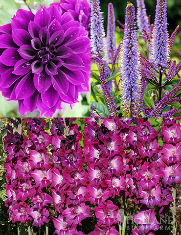 Purple Parade Summer Collection purple flowers, purple dahlias, purple gladiolus, cut flowers, flowers for bouquets, summer flowers, flower bulbs on sale, flower bulbs for sale, perennials for sale 