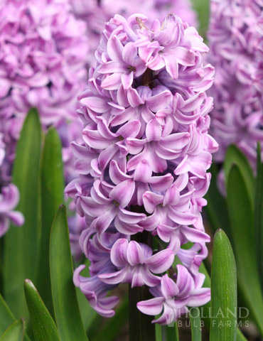 Purple Pride Hyacinth 
