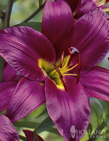 Purple Prince Orienpet Lily - 86101