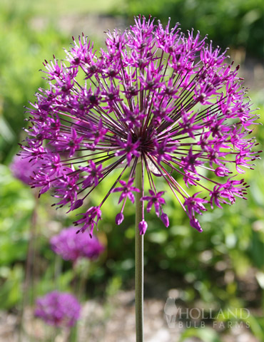 Purple Sensation Allium - 81119