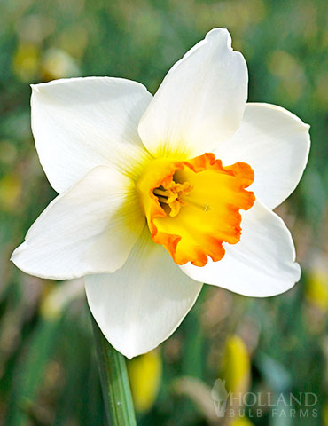 Pyjama Party Large Cupped Daffodil 