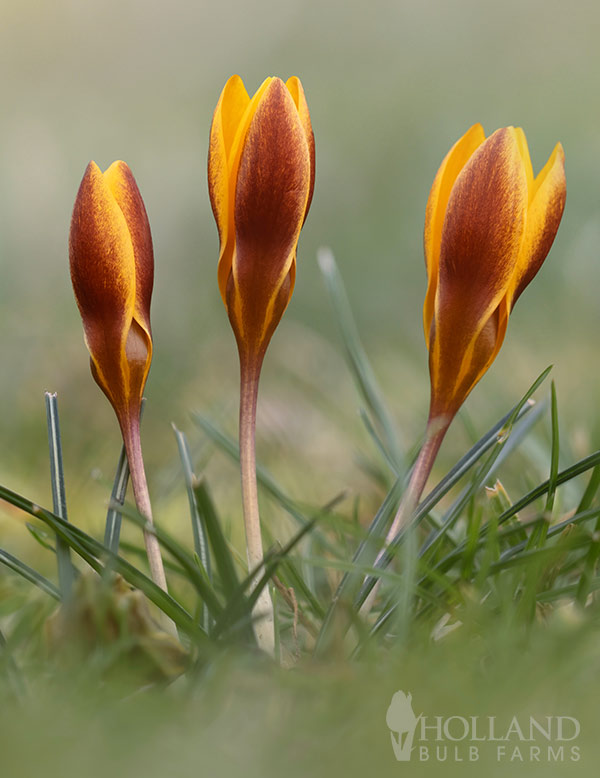 Queen Bee Crocus