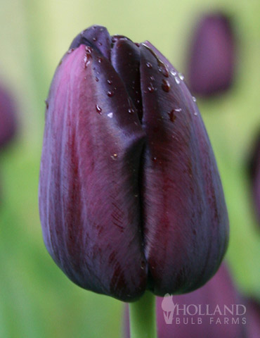 Queen of Night Single Late Black Tulip - 88167