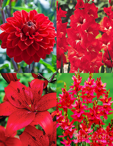 Radical Red Summer Flower Collection red flowers, red gladiolus, red lilies, crocosmia lucifer, deals of flower bulbs, deals on plants, cheap flowers for sale, buy perennials online, buy lilies online