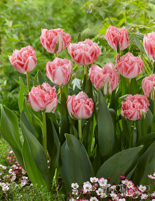 Ranomi Fringed Double Tulip