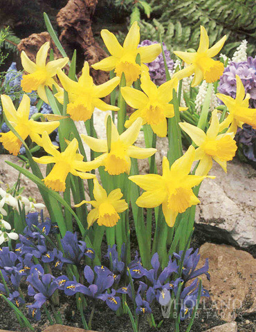 Rapture Miniature Daffodil - 82146