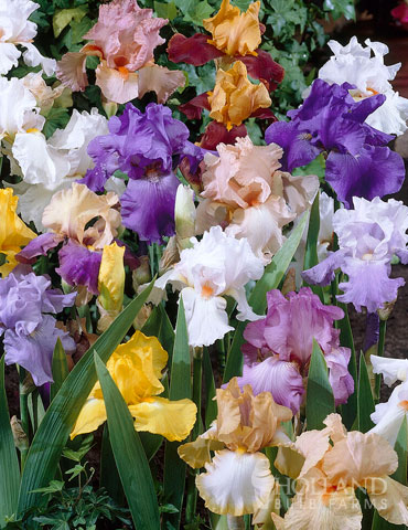 (12 Bulbs) Re-Blooming Bearded Iris Wholesale Mix