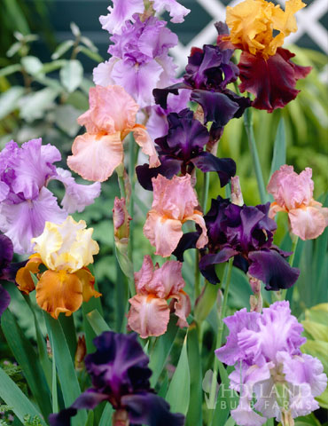 Re-Blooming Bearded Iris Wholesale Mix (12 Bulbs)