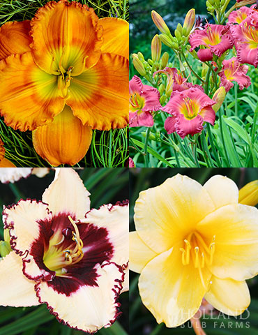 Re-Blooming Daylily Collection  re-blooming daylily collection, re-blooming daylilies, flowers with long bloom times, daylilies that constantly bloom 