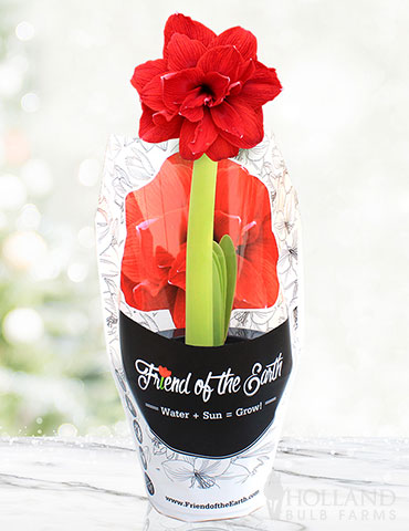 Bingo Potted Amaryllis - Gift Ready 