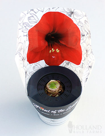 Red Lion Potted Amaryllis - Gift Ready - 92214