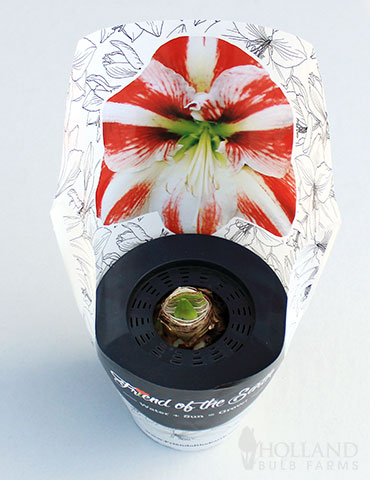 Super Star Potted Amaryllis - Gift Ready - 92215