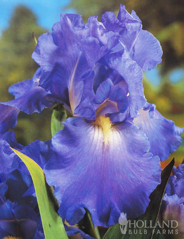 Reblooming German Iris Collection - 85139