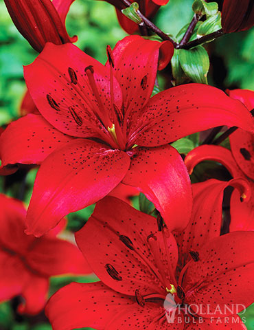 Red Asiatic Lily 