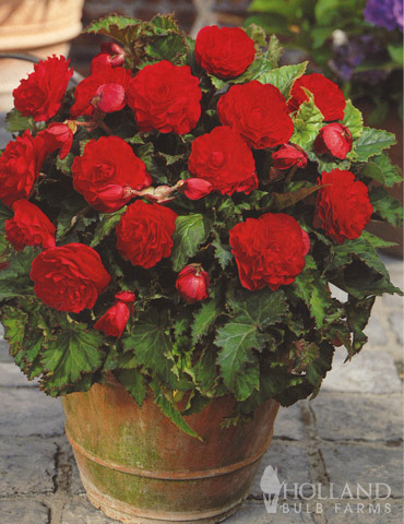 Red Double Begonia - 71102