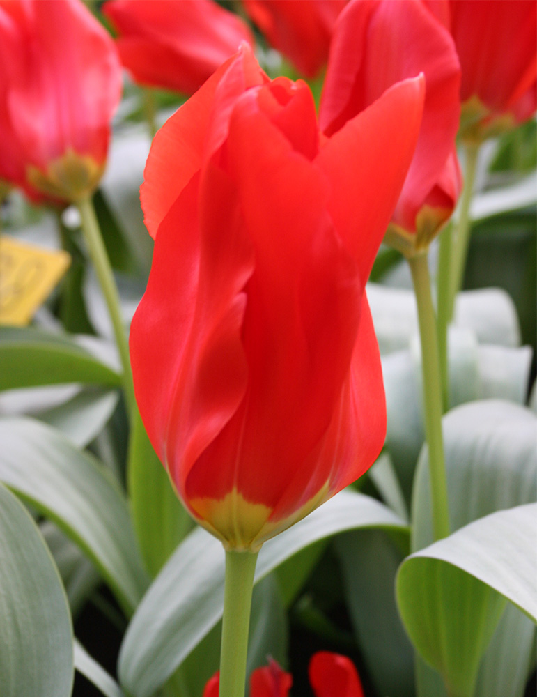 Red Emperor Fosteriana Tulip 