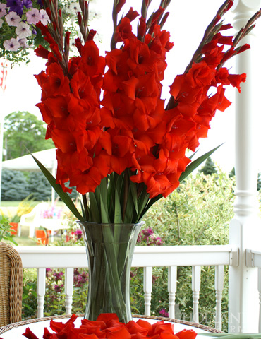 Red Gladiolus Value Bag - 76151