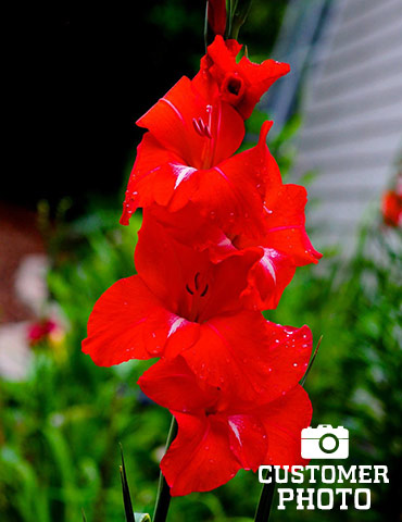 Red Gladiolus Value Bag - 76151