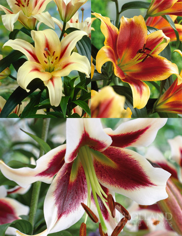 Red Highlights Orienpet Lily Collection 