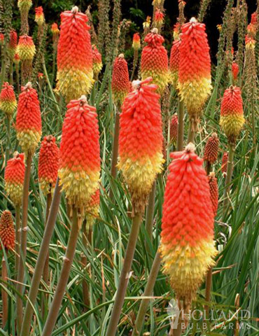 Red Hot Poker - Torch Lily Value Bag - 77259